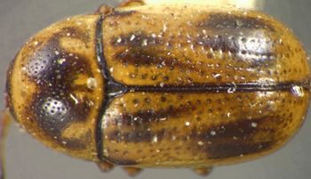 Media type: image;   Entomology 8398 Aspect: habitus dorsal view